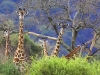 IlkkaJaakola.Cat6Giraffe