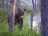 IlkkaJaakolaCat1morningbear