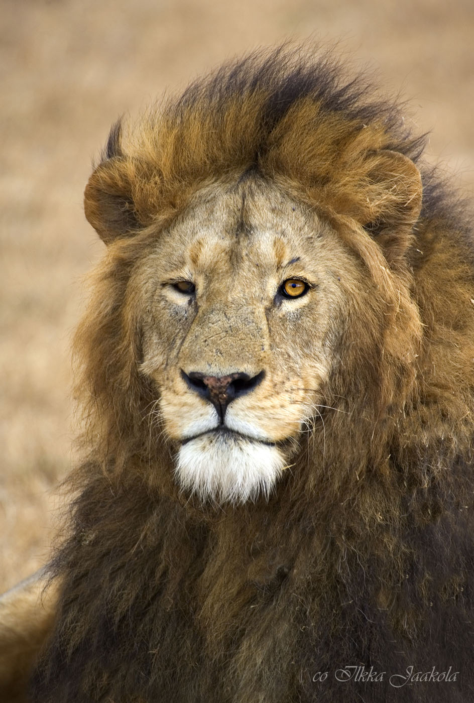 The King of Ngorongoro singeerattu
